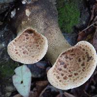 Polyporus squamosus image