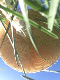 Chlorophyllum molybdites image