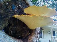 Polyporus squamosus image