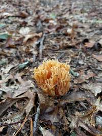 Ramaria formosa image