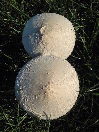 Chlorophyllum molybdites image