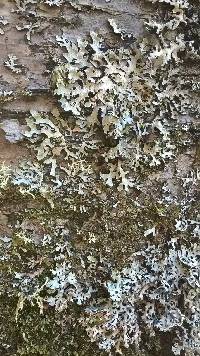 Parmelia sulcata image