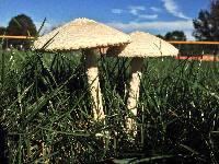 Chlorophyllum molybdites image