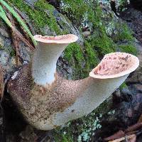 Polyporus squamosus image