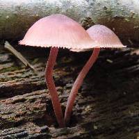 Mycena haematopus image