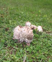 Coprinus comatus image