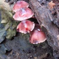 Mycena haematopus image