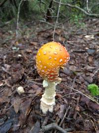 Amanita muscaria image