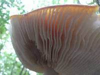 Amanita muscaria image