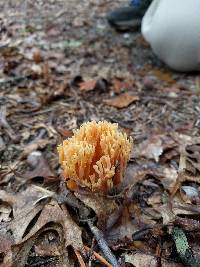 Ramaria formosa image