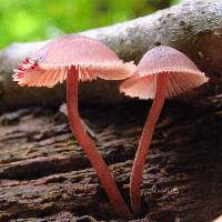 Mycena haematopus image