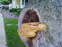 Polyporus squamosus image