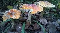 Amanita muscaria var. guessowii image