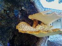 Polyporus squamosus image