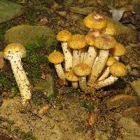 Armillaria mellea image