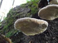 Fomitopsis pinicola image