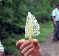 Phallus indusiatus image