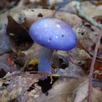 Cortinarius iodes image