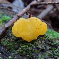 Tremella mesenterica image