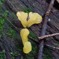 Tremella mesenterica image