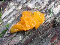 Tremella mesenterica image