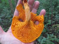 Omphalotus illudens image