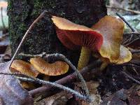 Cortinarius semisanguineus image