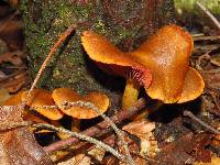 Cortinarius semisanguineus image