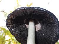 Coprinus comatus image