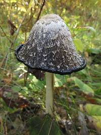 Coprinus comatus image