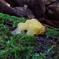 Tremella mesenterica image