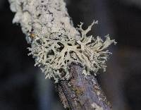 Evernia prunastri image