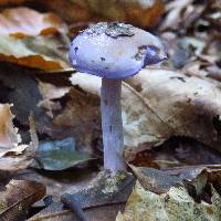 Cortinarius iodes image