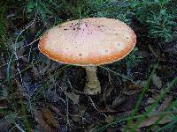 Amanita muscaria image