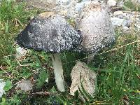 Coprinus comatus image