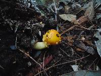 Amanita flavoconia image