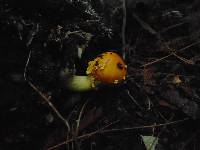 Amanita flavoconia image