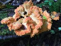 Laetiporus sulphureus image