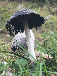 Coprinus comatus image