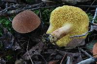 Boletus subtomentosus image