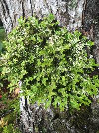 Lobaria pulmonaria image