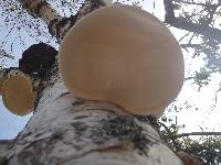 Piptoporus betulinus image