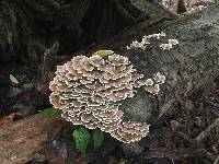 Trametes versicolor image