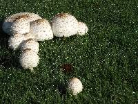 Chlorophyllum molybdites image