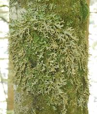 Lobaria pulmonaria image