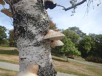 Piptoporus betulinus image