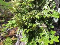 Lobaria pulmonaria image