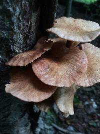 Armillaria tabescens image