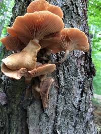 Armillaria tabescens image