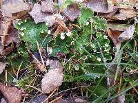 Peltigera aphthosa image